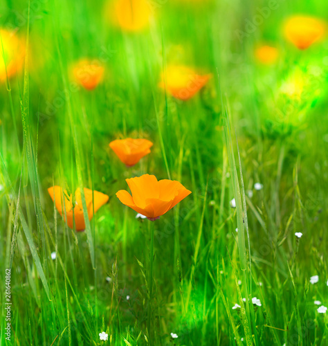 California poppy eschscholzia californica, beautiful spring meadow closeup with sun beams and poppies, nature background