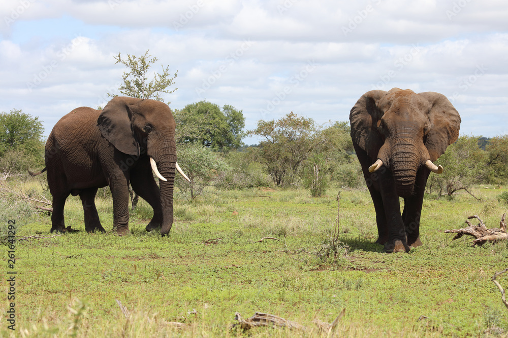 Fototapeta premium Słoń afrykański / Słoń afrykański / Loxodonta africana