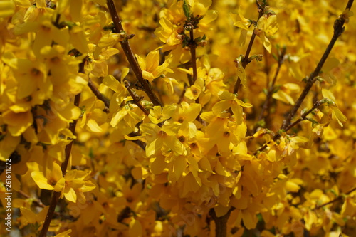 Forsythia flower