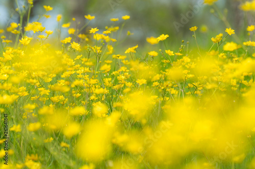 Spring flowers yellow buttercups background, abstract nature design of green, yellow, blue, brown with blossoms and grass. Blurry closeup and sharp details. 