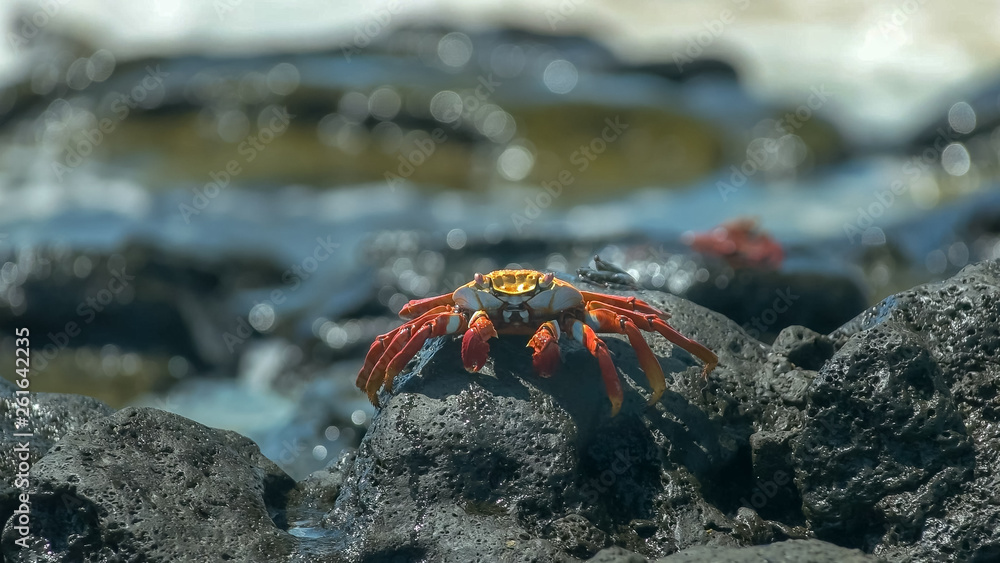 sally lightfoot crab with waves on the shore at santa cruz in the galapagos