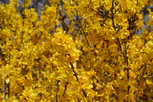 Forsythia flower © Stossi Mammot