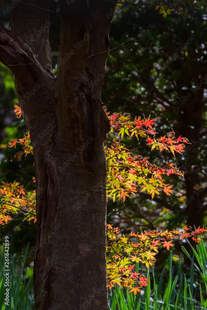 紅葉 紅葉