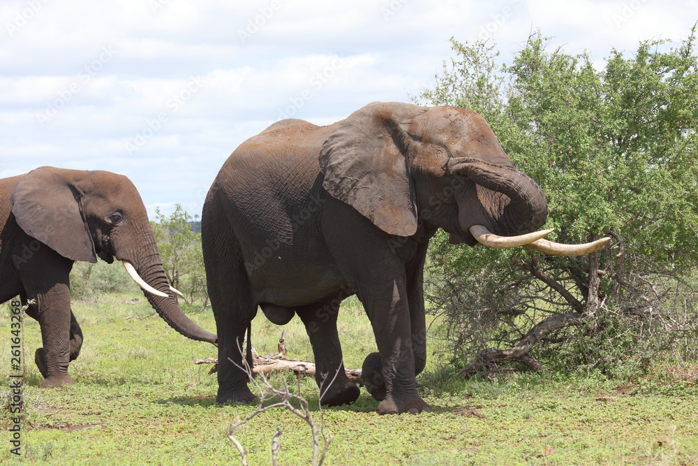 Fototapeta premium Afrikanischer Elefant / African elephant / Loxodonta africana