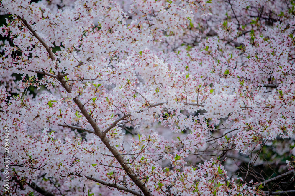 Pink Japanese cherry blossom blooming season under a ending winter Pink Japanese cherry blossom blooming season under a ending winter