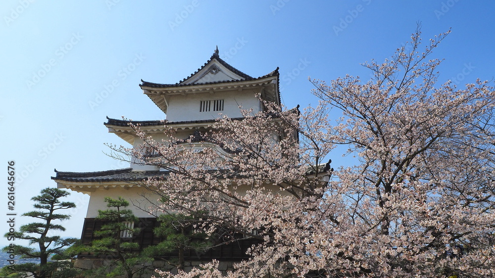 春の丸亀城（桜満開）７