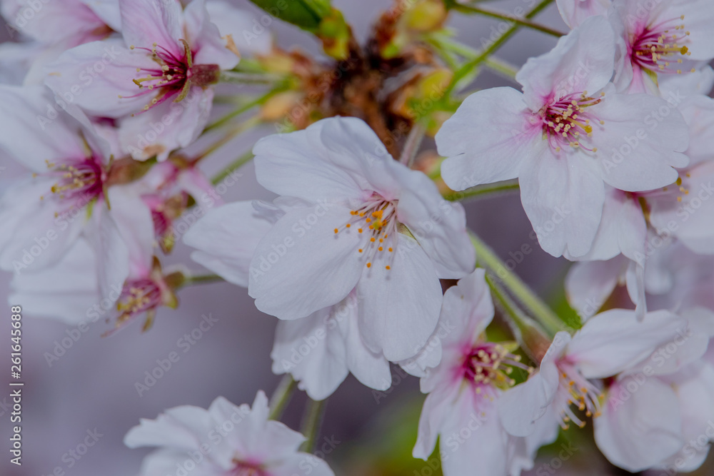 Pink Japanese cherry blossom blooming season under a ending winter Pink Japanese cherry blossom blooming season under a ending winter