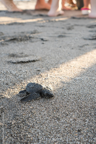 a baby turtle walking towards the sea