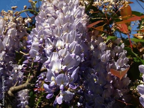 Fotografie Glycine Wisteria floribunda