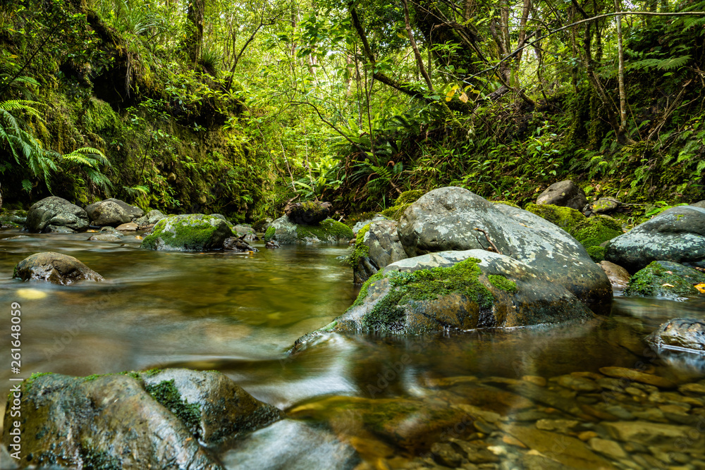 Beautiful river meandering through the lush forest Beautiful river meandering through the lush forest