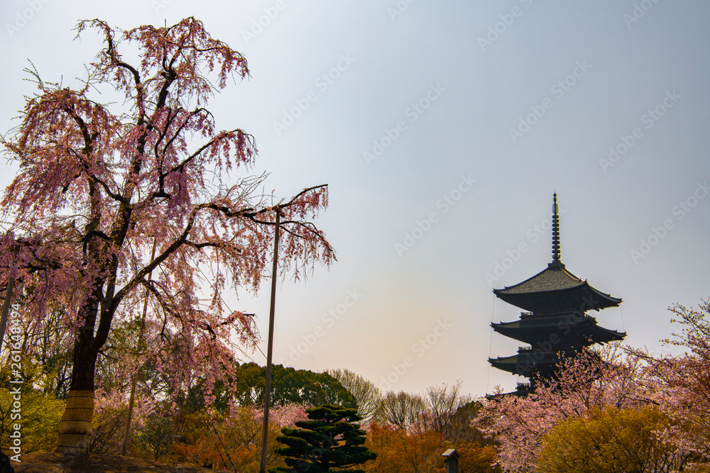 東寺のしだれ桜 東寺のしだれ桜