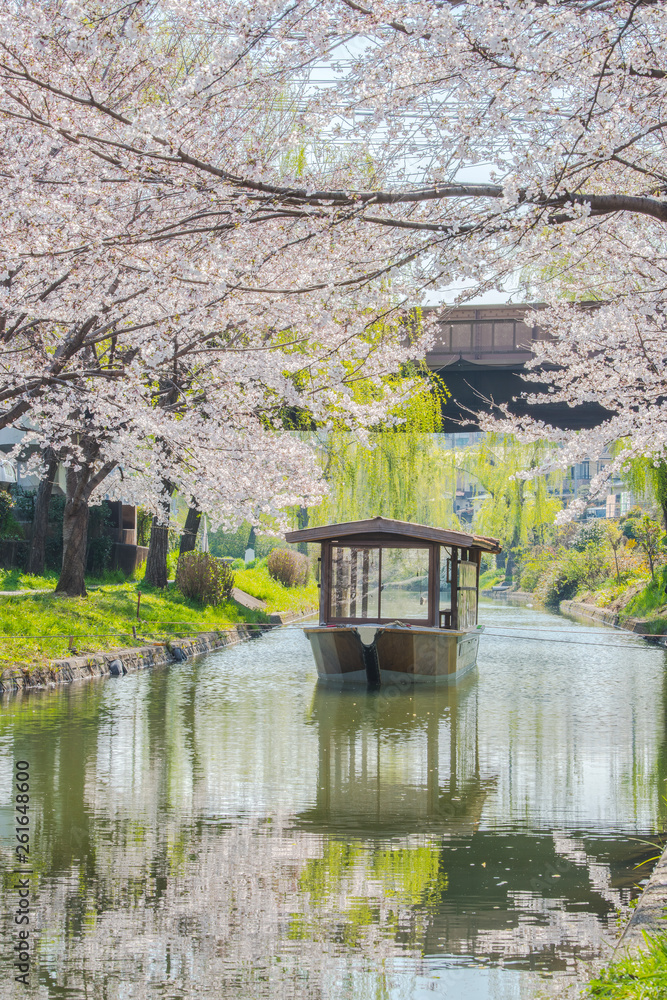 京都　伏見十石舟と桜