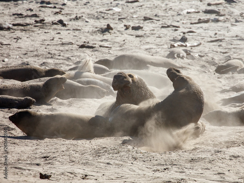 Canvas Print Bull elephant seals fighting at mating season
