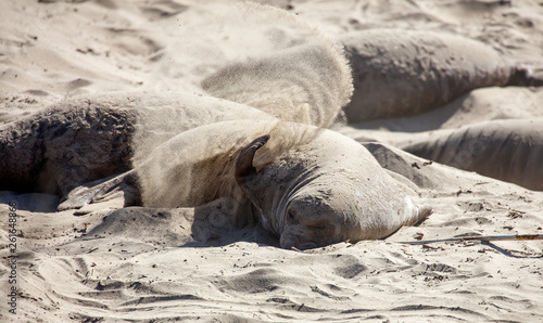 Elephant seal during mating season throwing sand