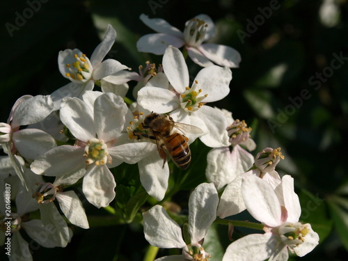 Abeille butinant un oranger du Mexique (Choisya ternata)