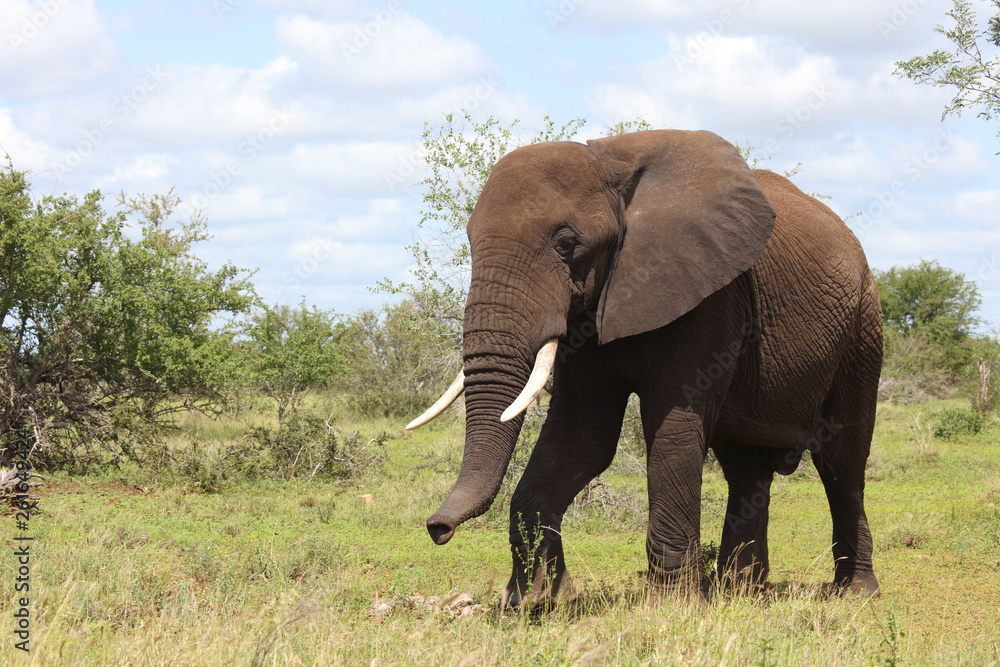 Fototapeta premium Afrikanischer Elefant / African elephant / Loxodonta africana