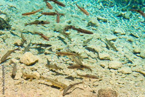 Pamir Mountains, Tajikistan - Aug 21 2018: Fish at Ak Balyk Lake in Gorno-Badakhshan, Tajikistan. It is located in the World Heritage Site Tajik National Park (Mountains of the Pamirs). photo