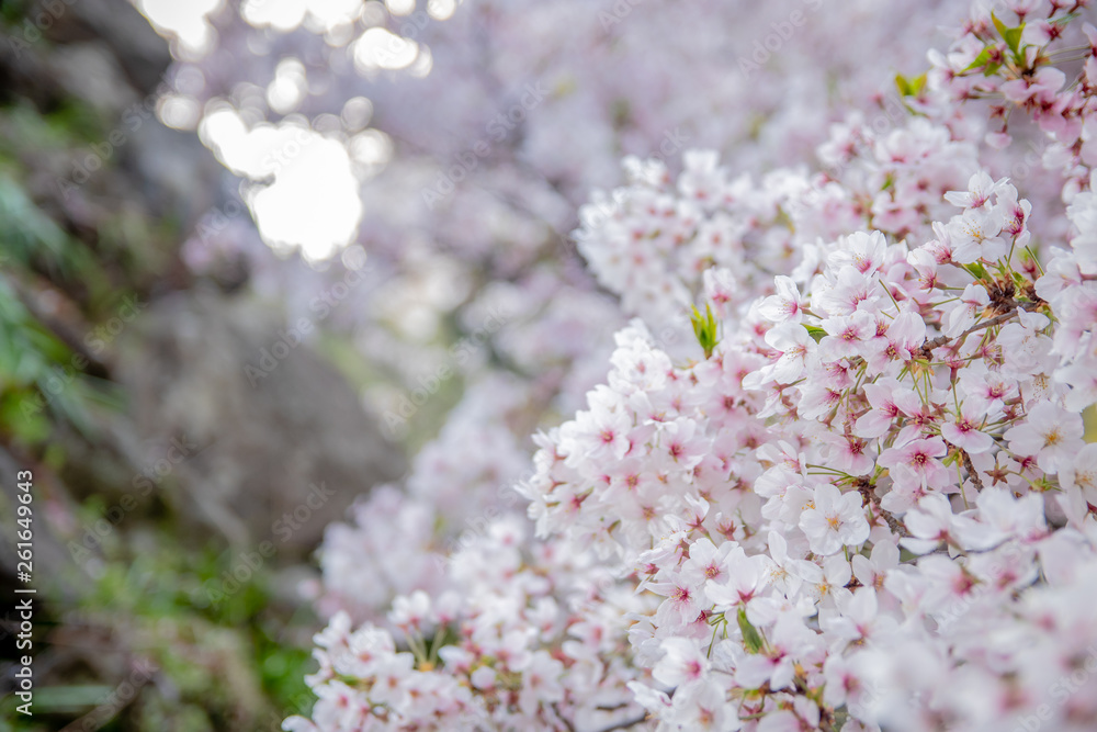 Pink Japanese cherry blossom blooming season under a ending winter Pink Japanese cherry blossom blooming season under a ending winter