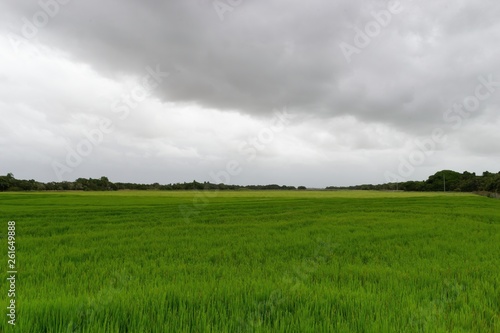 Rice Field © Marcel