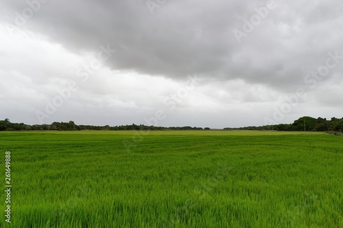 Rice Field