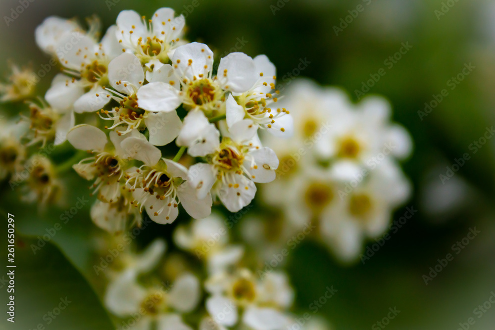 Cherry Blossoms