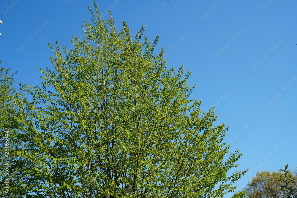 Obraz premium 新緑