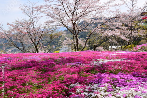 Wallpaper Mural 芝桜と桜 Torontodigital.ca