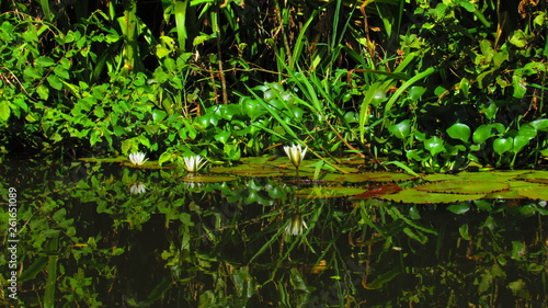 Flor acu  tica