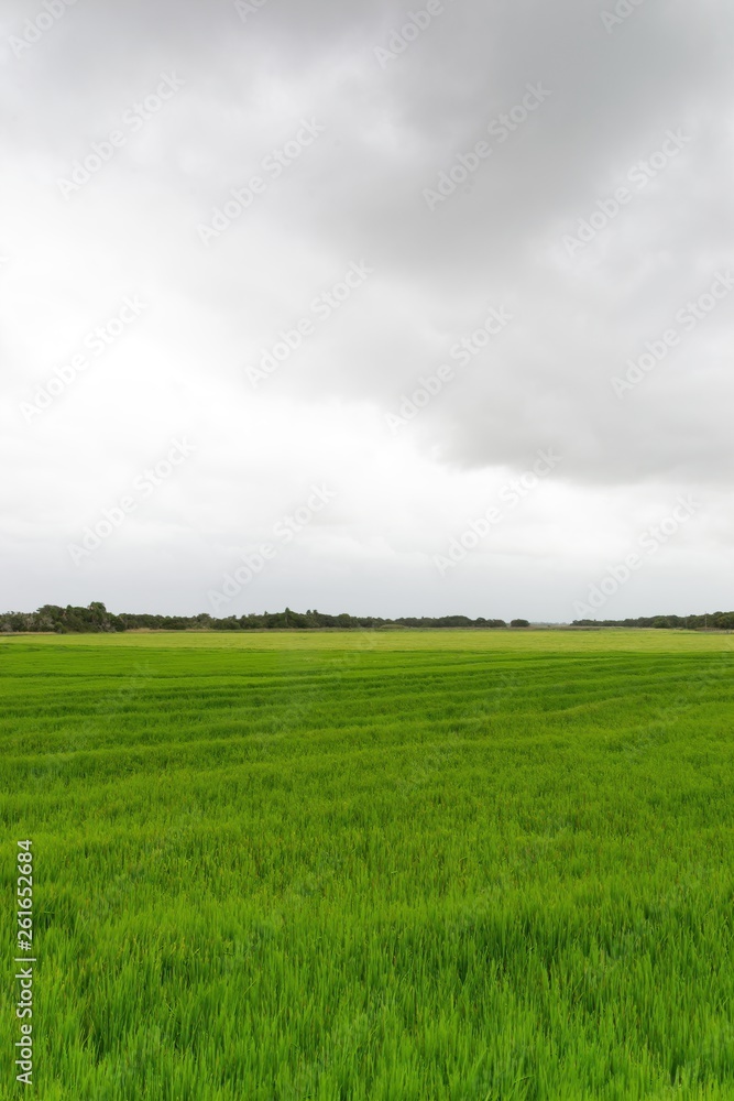 Obraz premium Rice Field