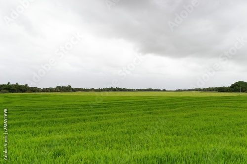 Rice Field © Marcel