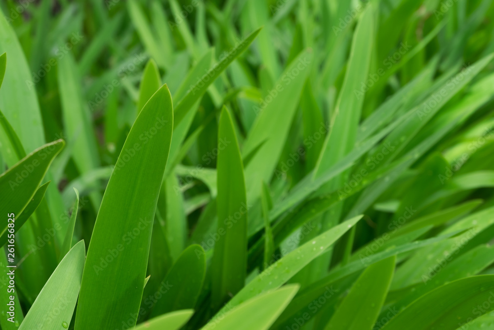 Green grass leaf soft focus for nature background Green grass leaf soft focus for nature background