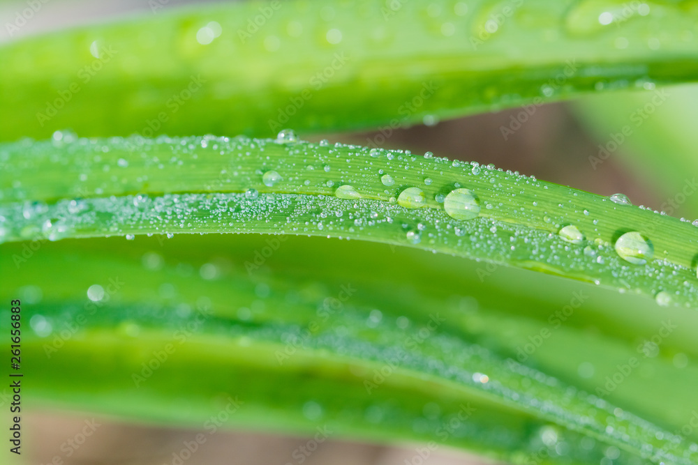 Macro closeup of water droplets on leaves. Macro closeup of water droplets on leaves.