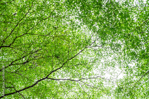 Above view of green leaves tree branch with  sky in spring season