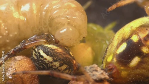 Potter wasp larva feeding on paralized spiders 1189 12 photo