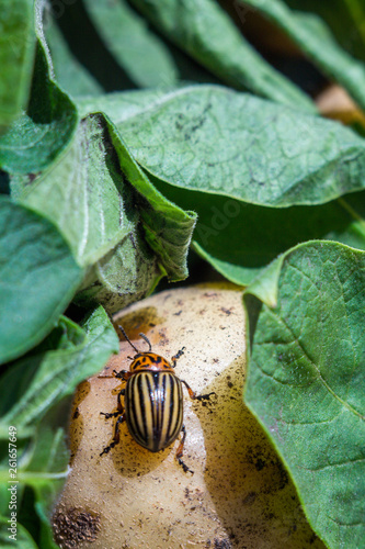 A close up image of the striped Colorado potato beetle that crawls on potatoes and green leaves and eats them.