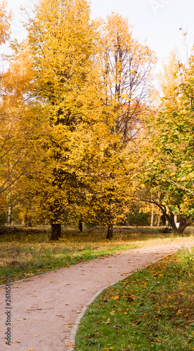 walkway road through the autumn park. seasonal, background