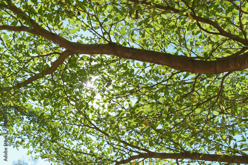 sun light through green leaf branchs of big tree sun light through green leaf branchs of big tree