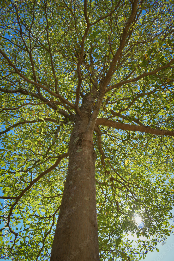 Fototapeta premium green leaf branchs of big tree in nature
