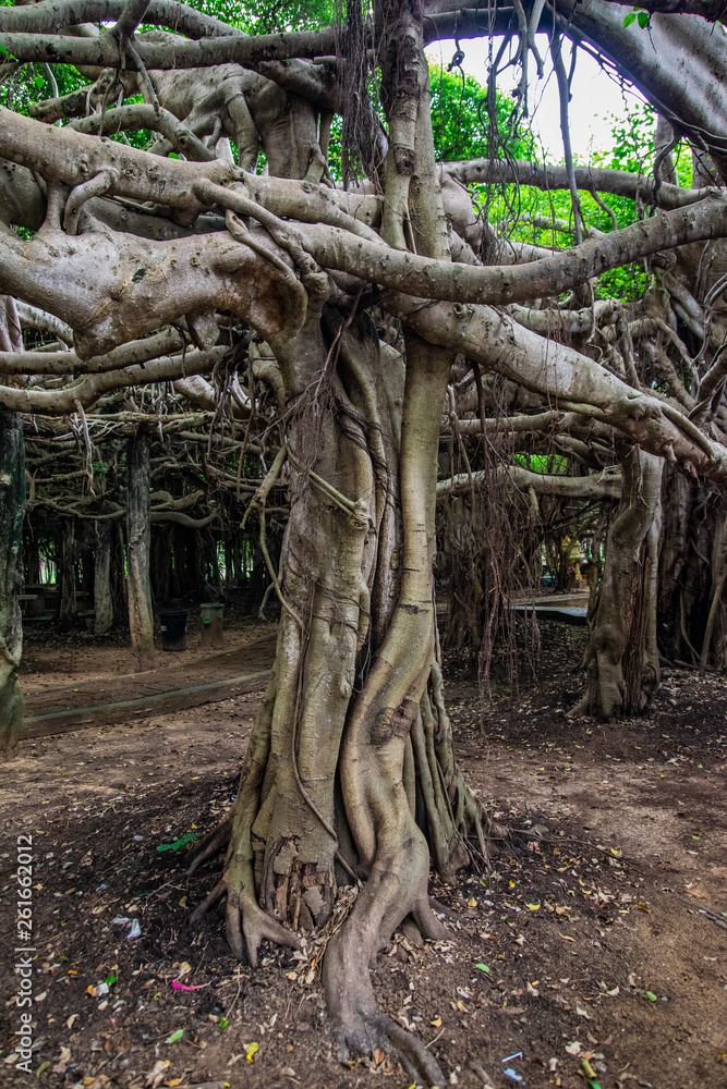 Sai Ngam Banyan tree Sai Ngam Banyan tree