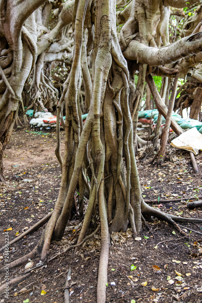 Sai Ngam Banyan tree Sai Ngam Banyan tree