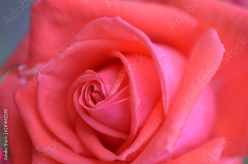 Wallpaper Mural バラ Torontodigital.ca