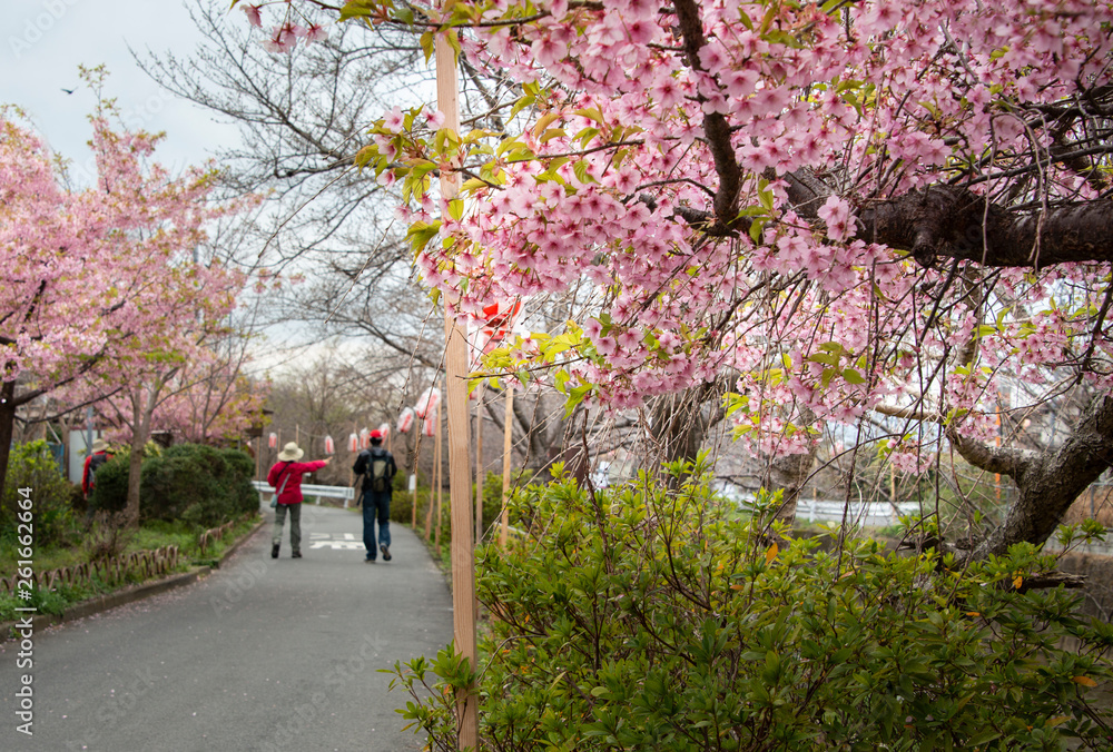 Early Cherry Blossoms along picturesque River Saho in Nara with Tourists enjoying the flowers Early Cherry Blossoms along picturesque River Saho in Nara with Tourists enjoying the flowers