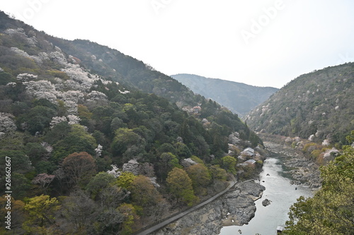 spring flower at arasiyama photo