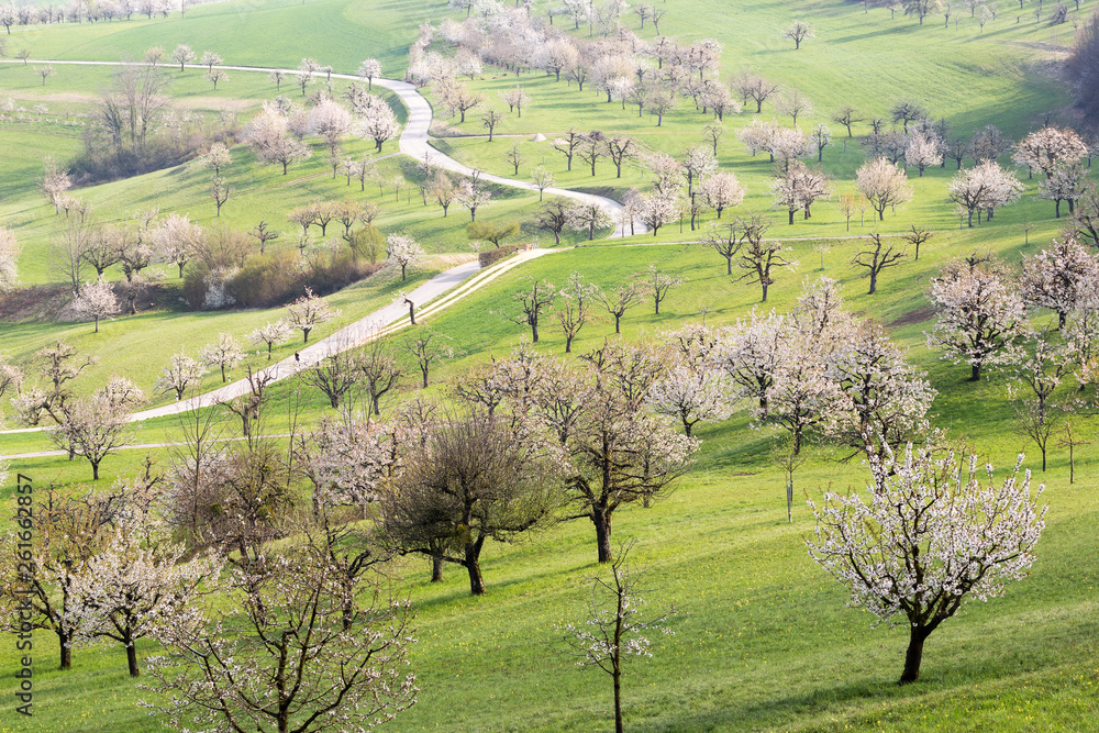 A hill full of blooming cherry trees with white flower blossom in spring season A hill full of blooming cherry trees with white flower blossom in spring season