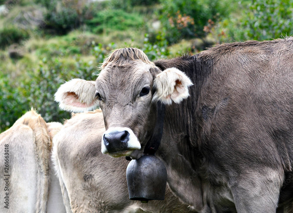Braunvieh mit Glocke ohne Hörner Braunvieh mit Glocke ohne Hörner