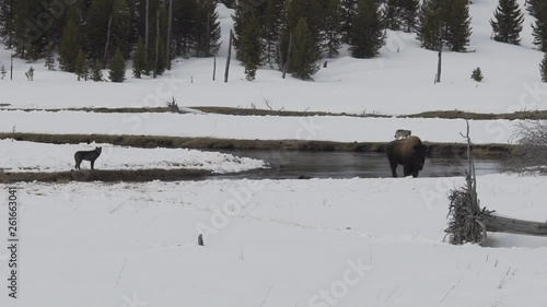 A pack of wolves hunt a buffalo in yellowstone