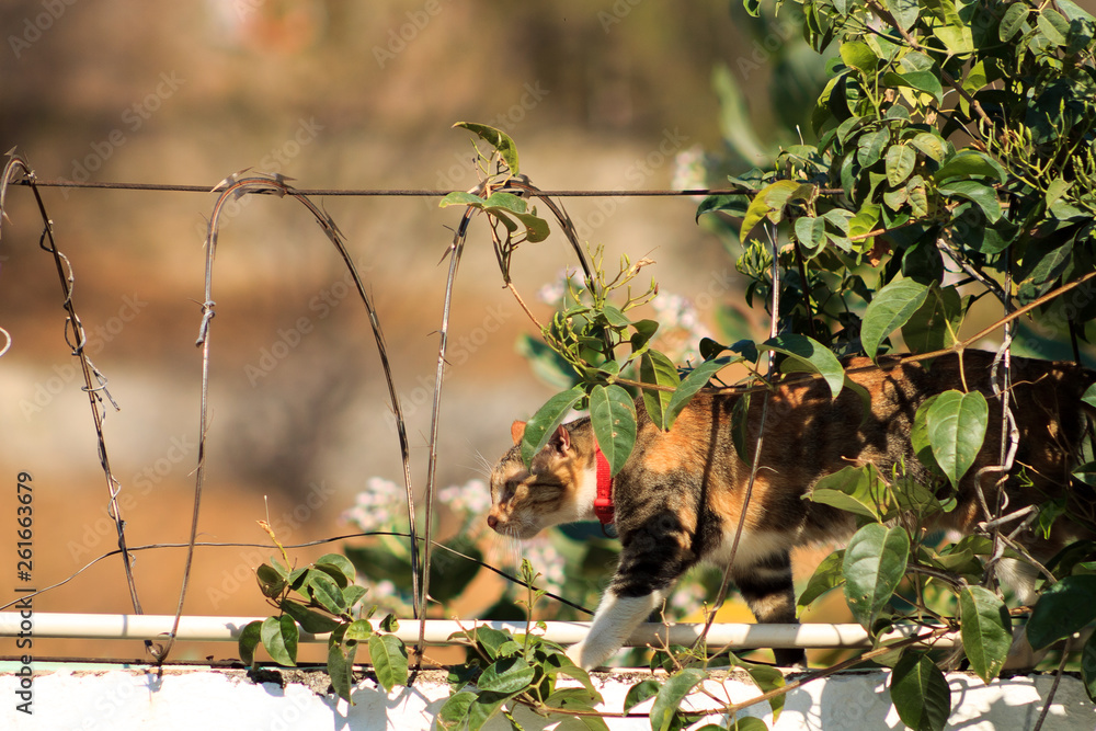 Fototapeta premium Camouflaged and ready to surprise