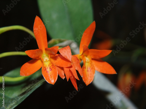 Primer plano de la flor de una orquídea (Guarianthe aurantiaca) photo