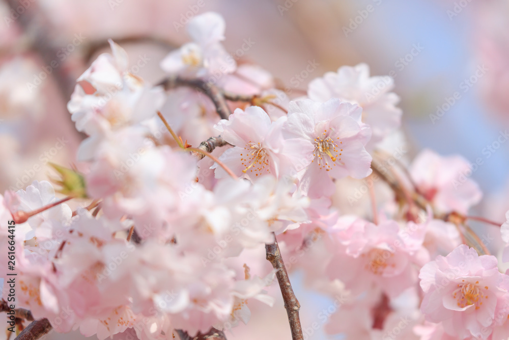 Cherry blossoms in full bloom in Yamanashi - Japan spring - Cherry blossoms in full bloom in Yamanashi - Japan spring -