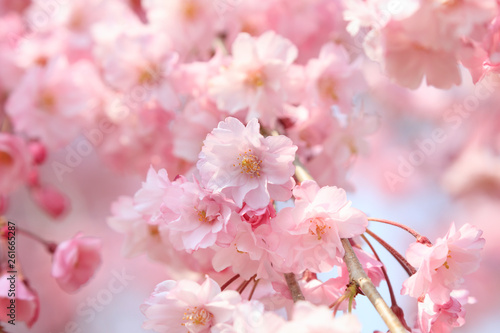 Cherry blossoms in full bloom in Yamanashi - Japan spring - Fototapeta